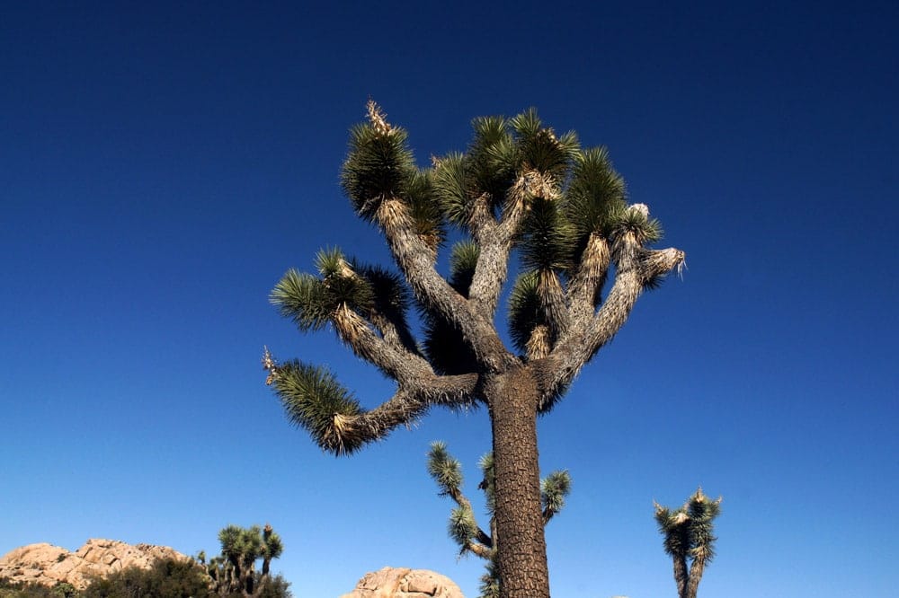 wall street mill trail joshua tree clifornia
