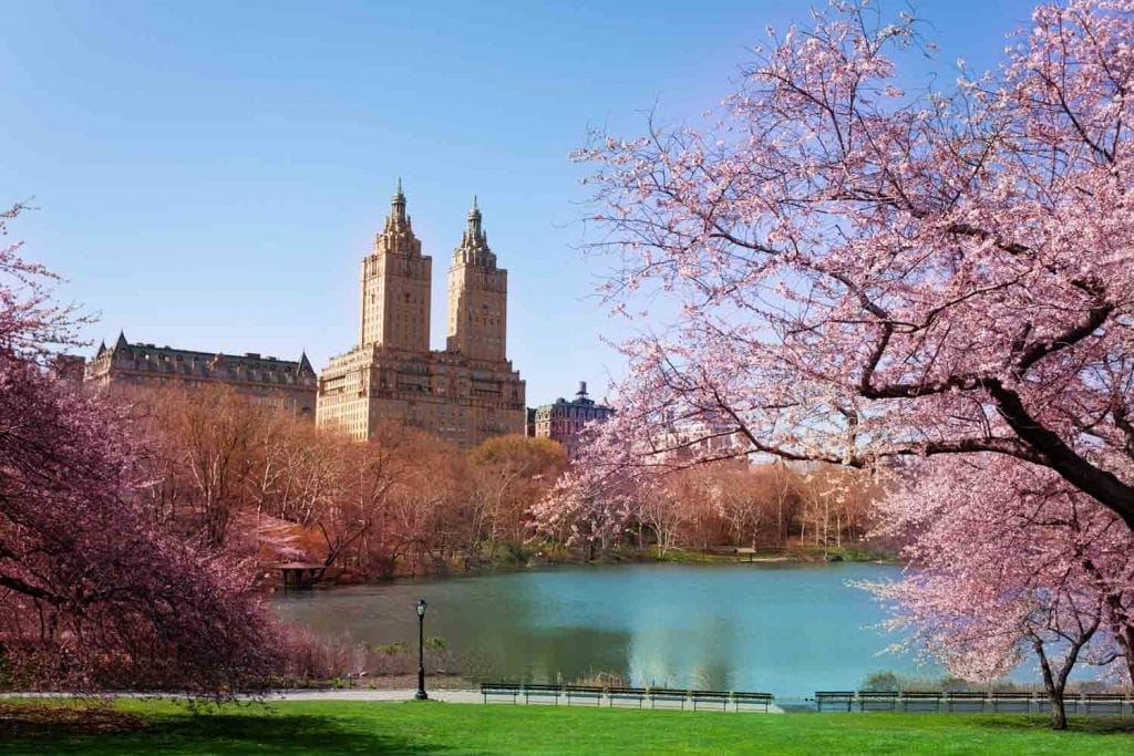 Blooming Kwanzan Cherry trees in NY central park in spring 1024x683