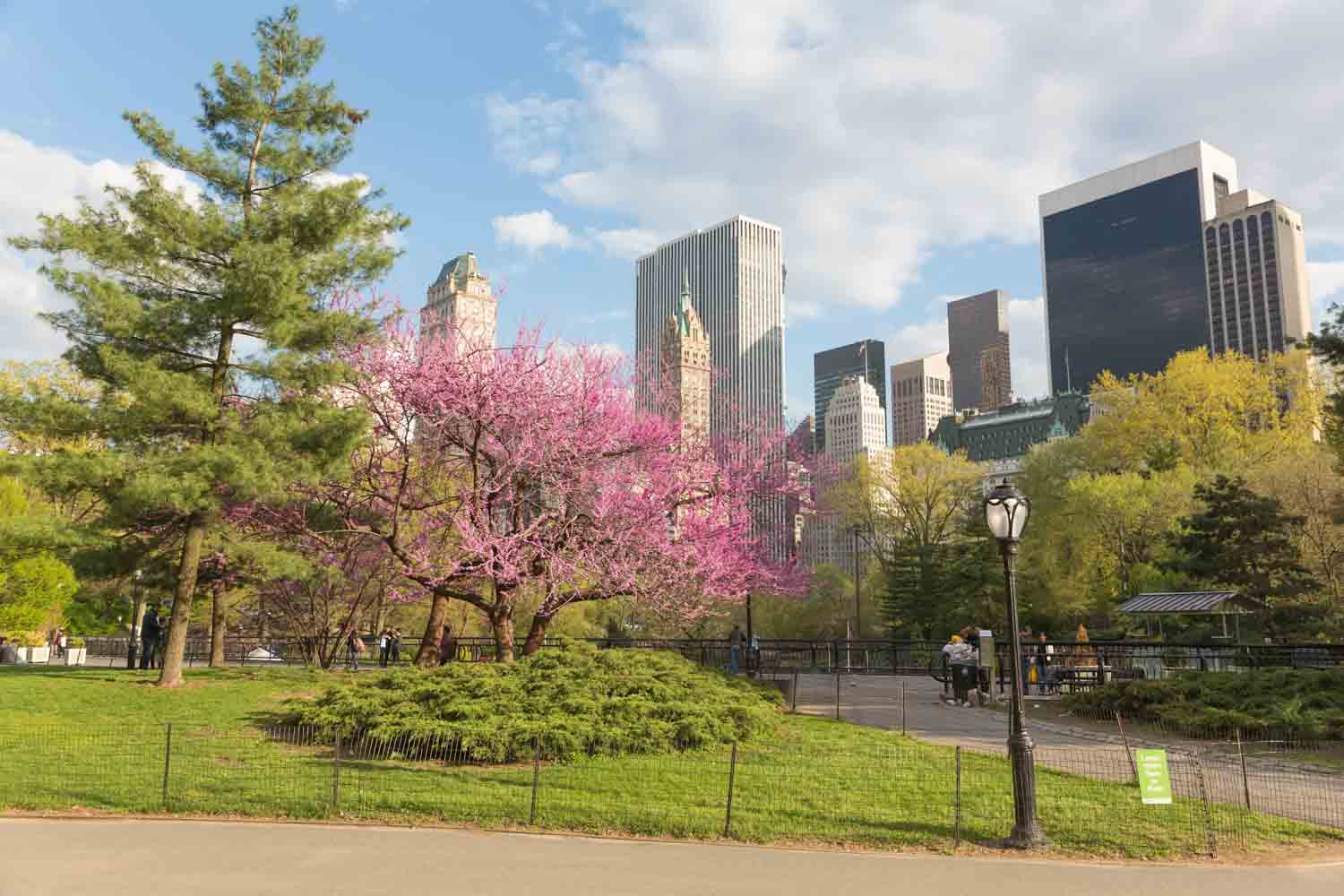 Experiencing Central Park is one of the best things to do in spring in New York city