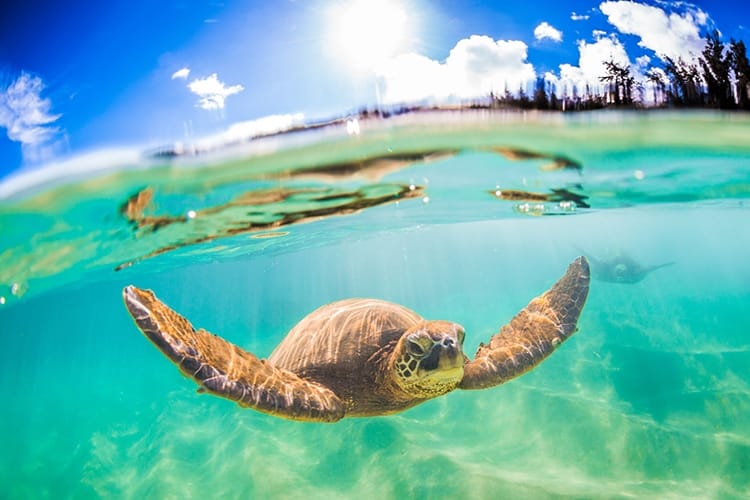 tortuga en hawai