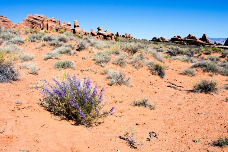 Arches National Park