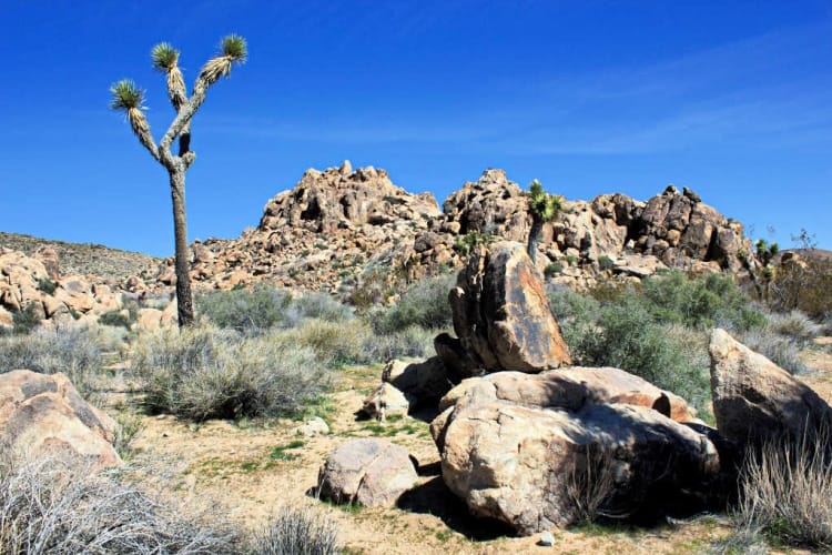 Joshua Tree in spring