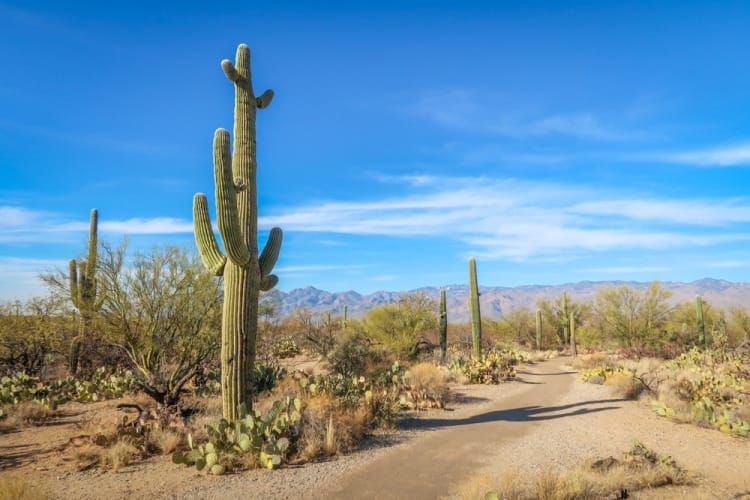Saguaro in srping