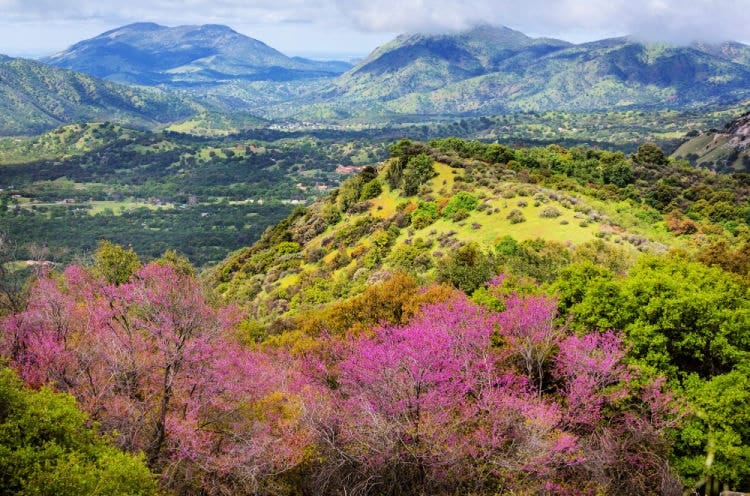 Shenandoah National Park in spring
