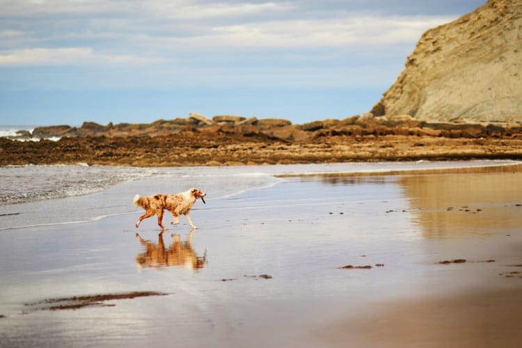 Destinos para Viajar con perro por España
