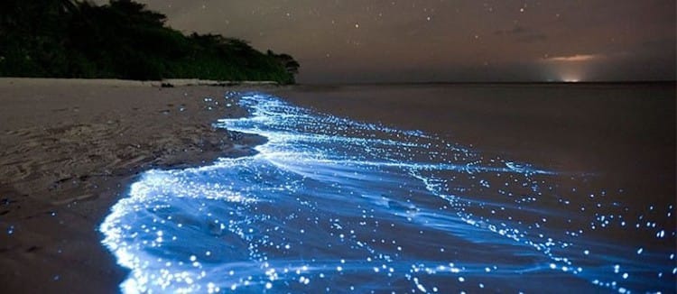 Holbox bioluminescence