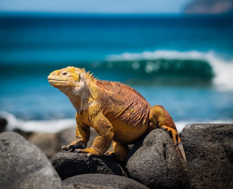 Galapagos Honeymoon