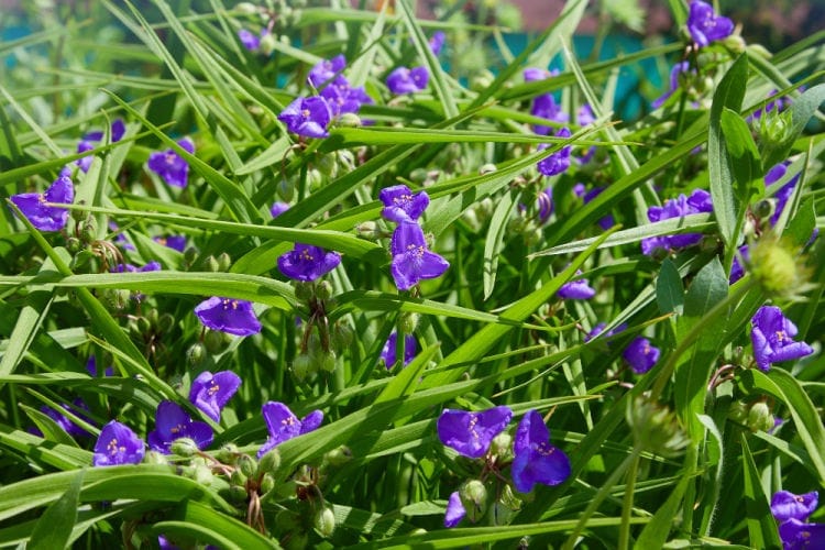 purple wildflowers virginia