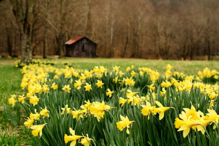 wildflowers in Virginia