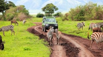 Que es un safari en África
