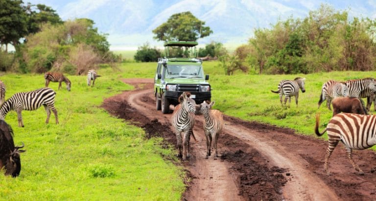 Que es un safari en Africa 768x411