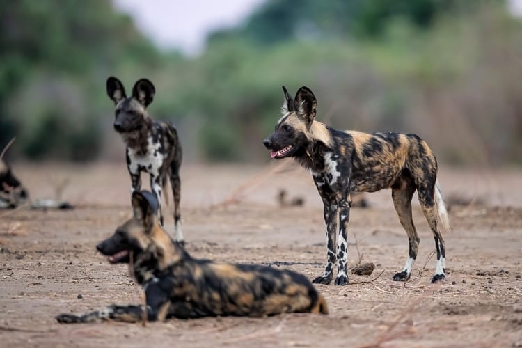 grupo de licaones en Africa