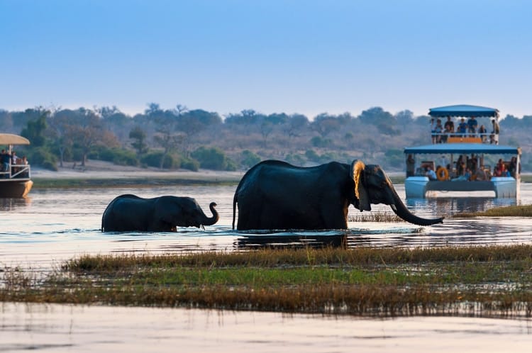 que animales hay en un safari