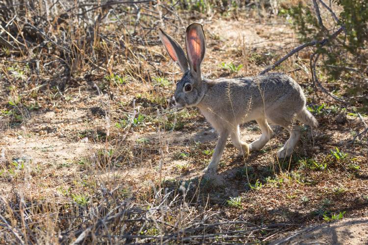 Jack rabbit in joshua tree
