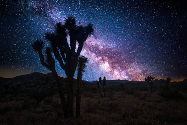 Stargazing in Joshua Tree