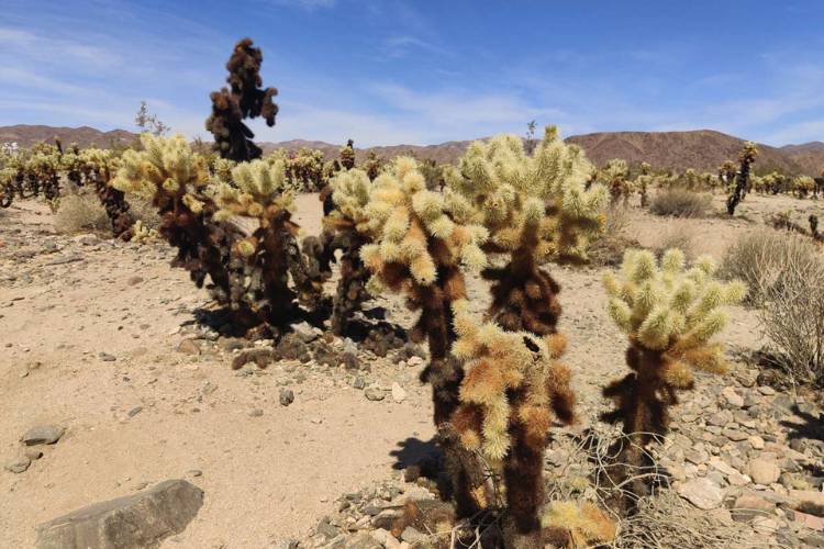 cholla cactus joshua tree