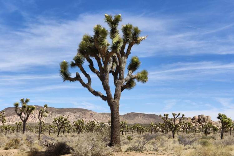 joshua tree landscape