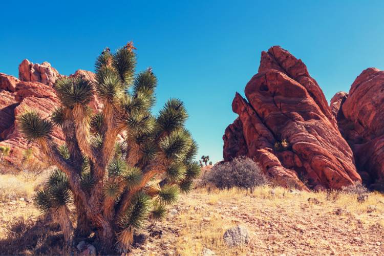 joshua tree national park