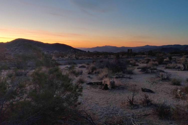 joshua tree sunset