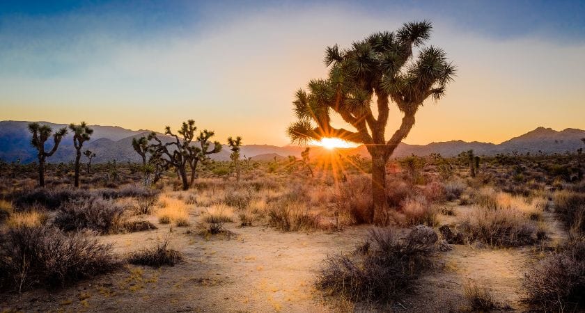Watch the sunset is on of the top things to do in Joshua Tree National Park