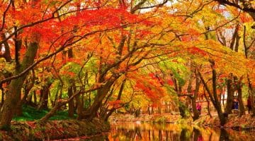 beautiful foliage during fall