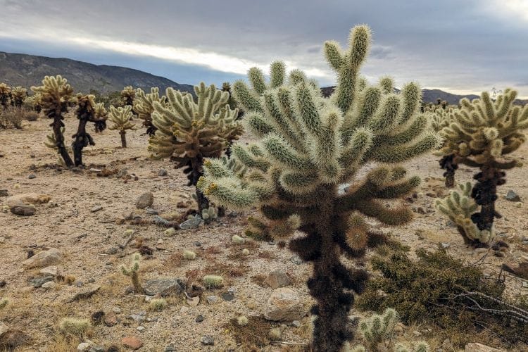 Cholla Cactus garden