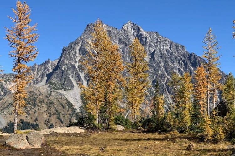 Lake Ingalls Larches