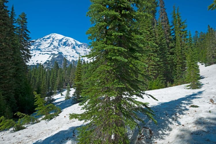 Nisqually Vista Trail
