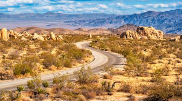 Pinto Basin Road Joshua tree national park