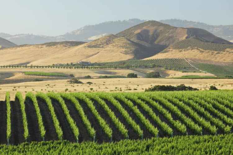 Santa Barbara Vineyard