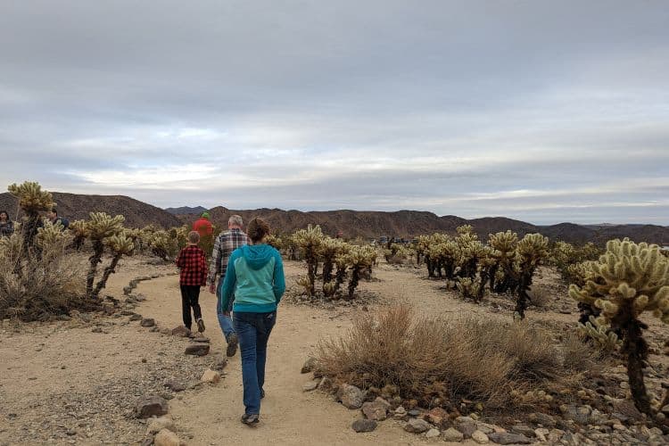 family walking in Cholla cactus garden
