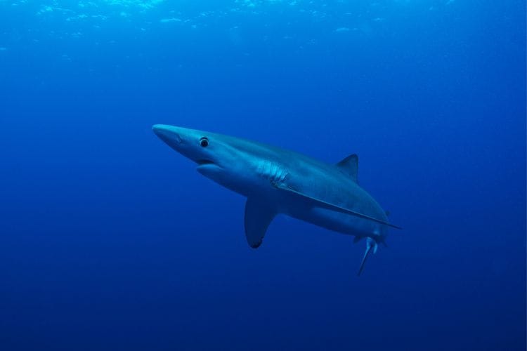Blue shark