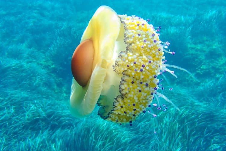 Fried Egg Jellyfish or Cotylorhiza Tuberculata