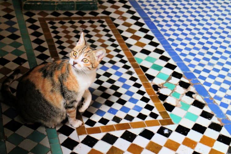 Gato sobre los coloridos mosaicos de las Tumbas Saadies en Marrakech.jpg