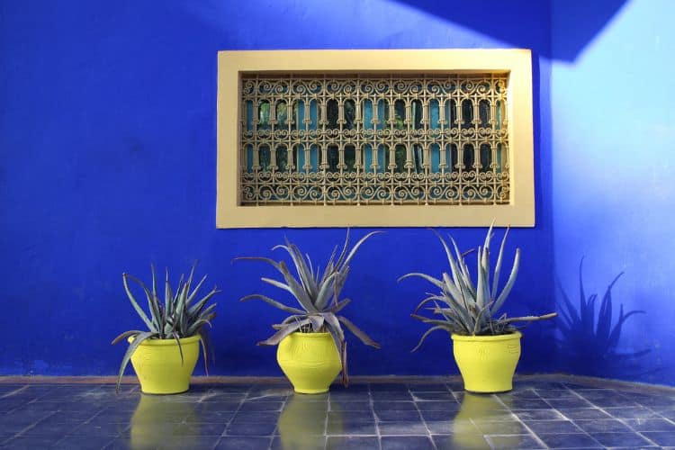Macetas amarillas sobre la pared azul en los Jardines Majorelle