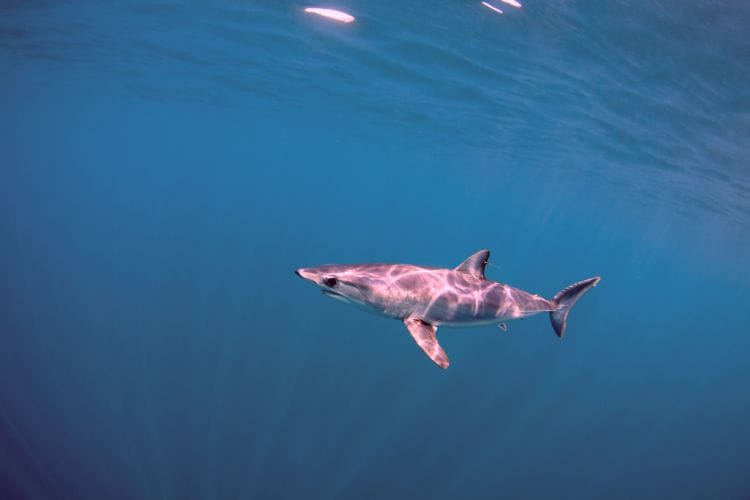 Mako shark in Croatia
