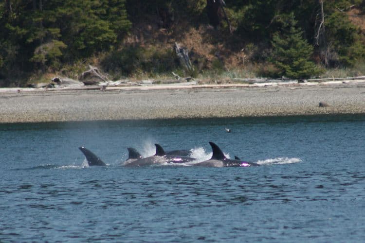 Orcas in the Puget Sound Seattle