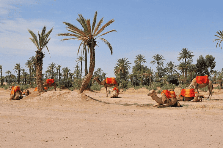 Palmeral de Marrakech