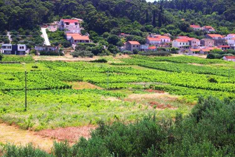 Vineyard in Lumbarda Korcula Croatia