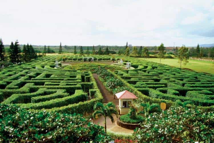 Dole pineapple plantation Oahu Hawaii USA