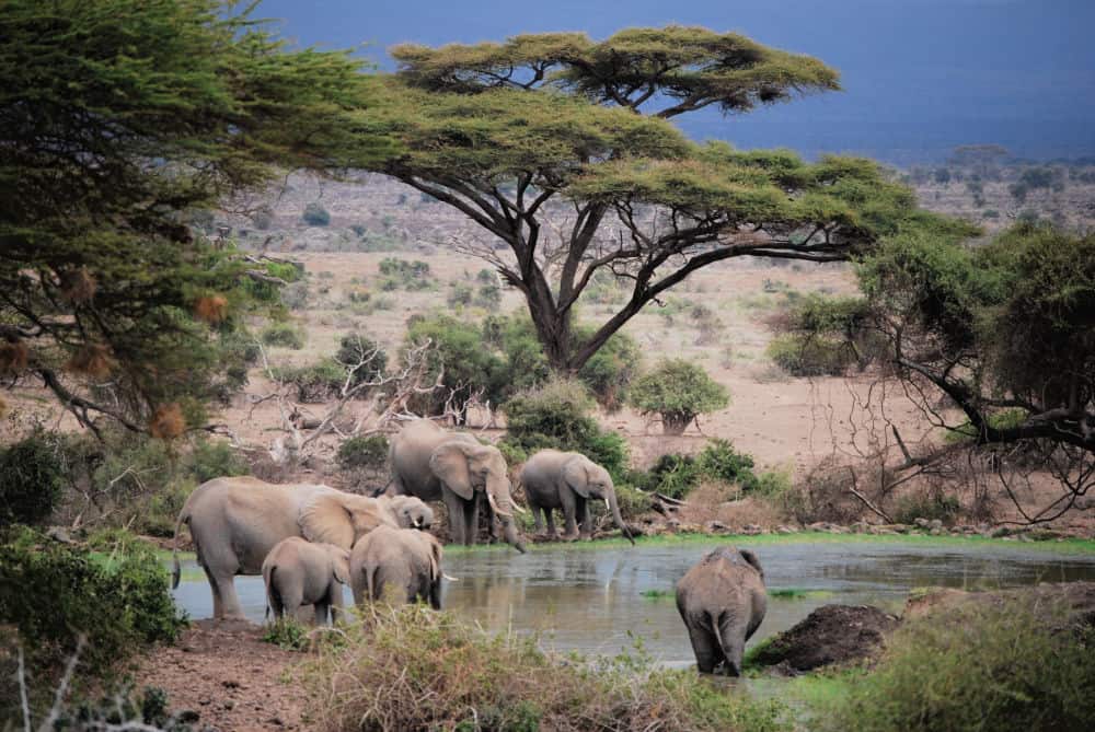 Elefantes bebiendo agua en Amboseli Kenia