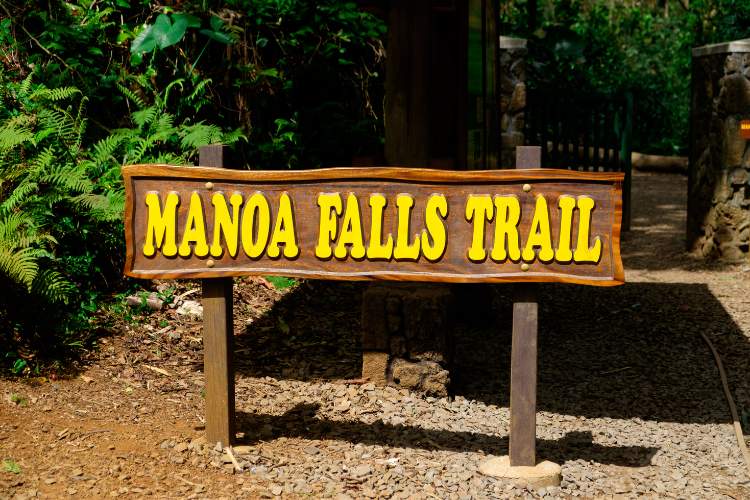 Manoa Falls Hike