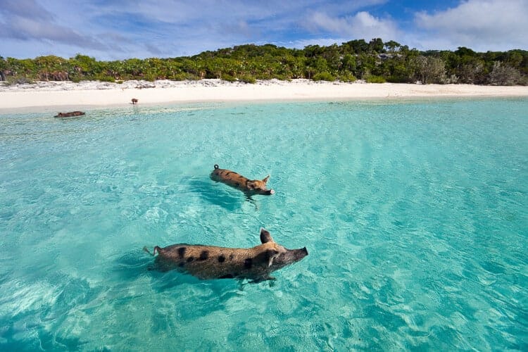 Playa con cerdos en Bahamas