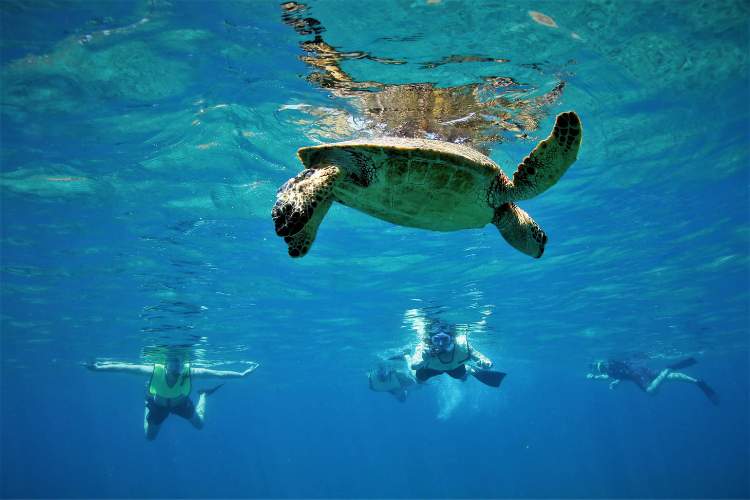 Sea Turtle Snorkeling Hawaii