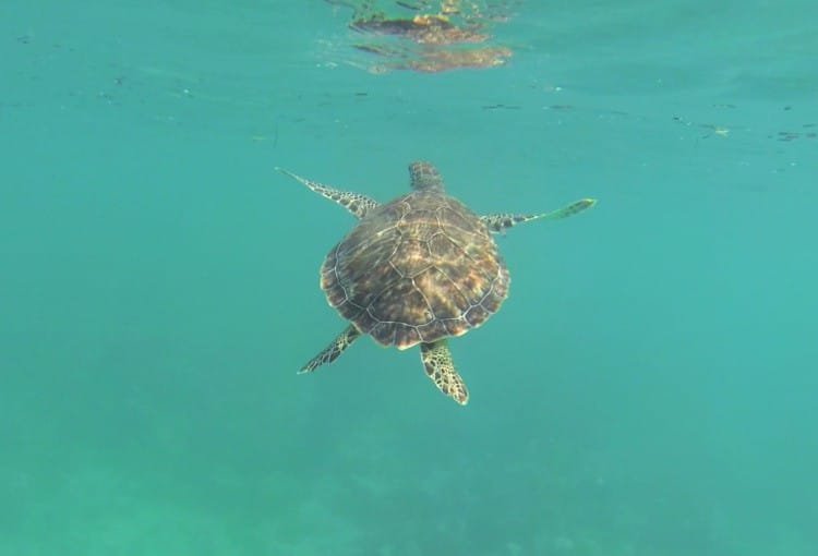 Snorkeling con tortugas en Turks and Caicos