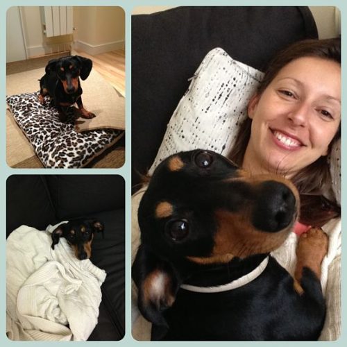 Viajar con mascota 1 os67je1n29vrp6rfu313l827r5ai00n4vah24wbt6w